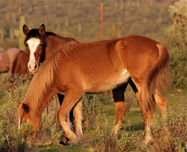 Wild Horses Phoenix, AZ, USA