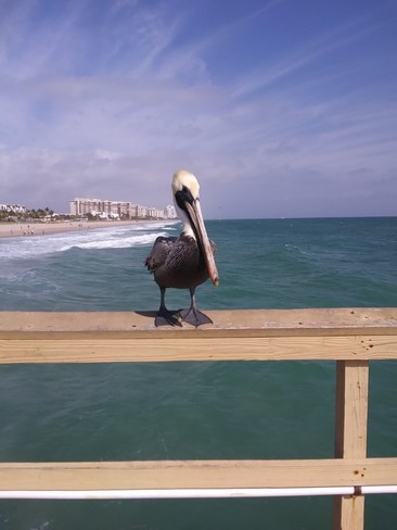 Pelican Fort Lauderdale, Floride, États-Unis