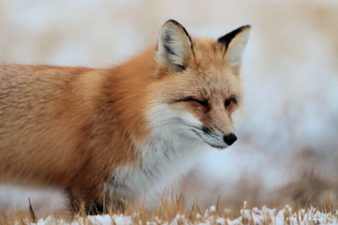 Red Fox hunting Yellowhead Hwy, Elstow, SK, Canada