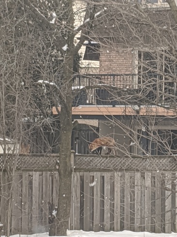 Fox on a fence. Kitchener, ON