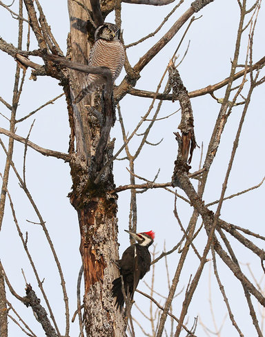 Hawk Owl and Pileated Woodpecker Ottawa, ON