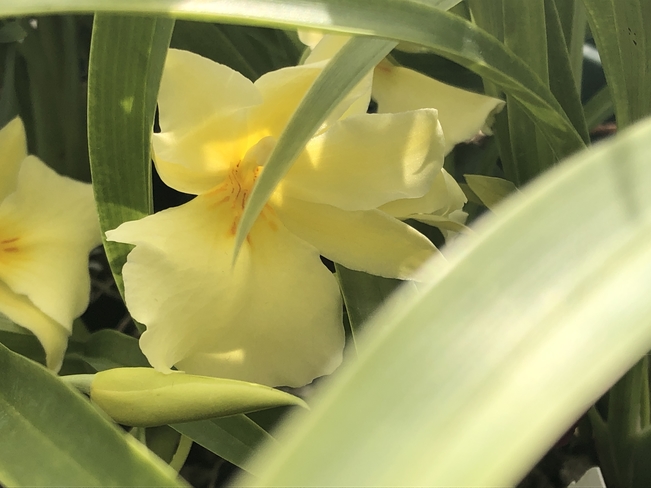 Yellow orchid Kennett Square, Pennsylvania, US