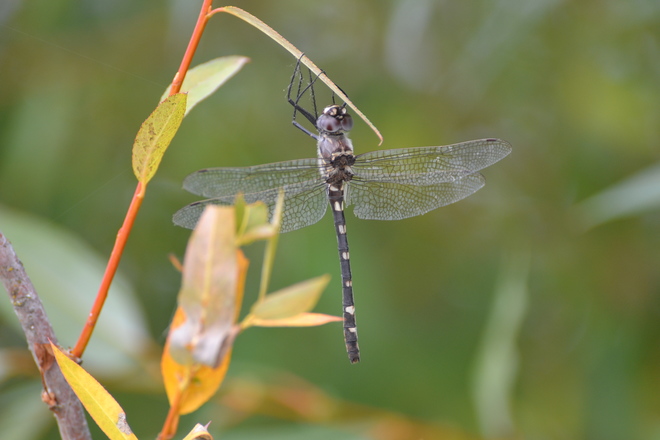 Dragonfly Sicamous BC