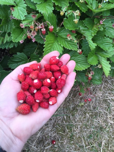 Growing Wild Strawberries Pitt Meadows, BC