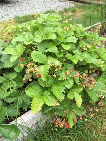 Growing Wild Strawberries Pitt Meadows, BC