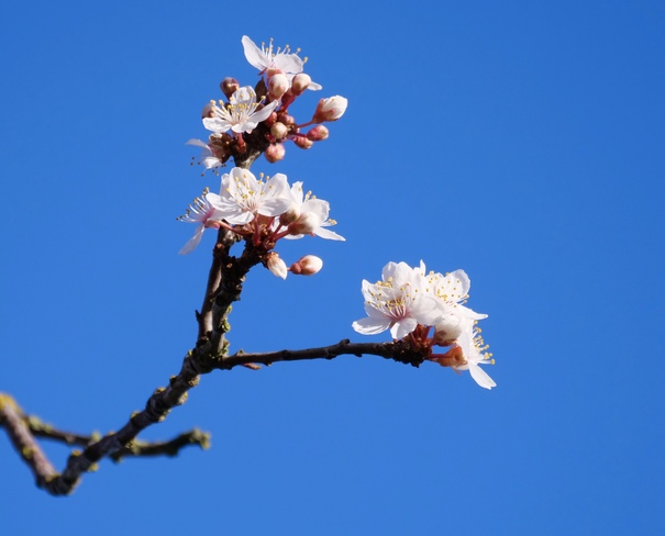 Cherry blossoms 2020 Sidney, British Columbia