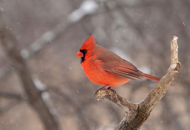 Cardinal Claireville Conservation Rd, Brampton, ON L6T, Canada