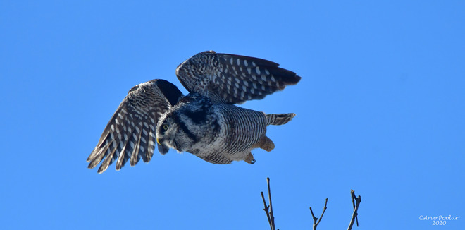 Northern Hawk Owl 17250 ON-27, Schomberg, ON L0G 1T0, Canada