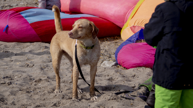 Dogs at Woodbine Beach Woodbine Beach, Lake Shore Boulevard East, Toronto, ON