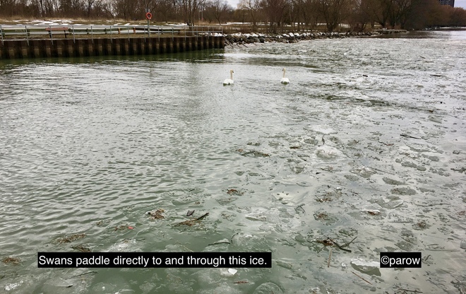 Swans paddle directly into and paddle through this ice 2 Forty Second St, Etobicoke, ON M8W 3P2, Canada