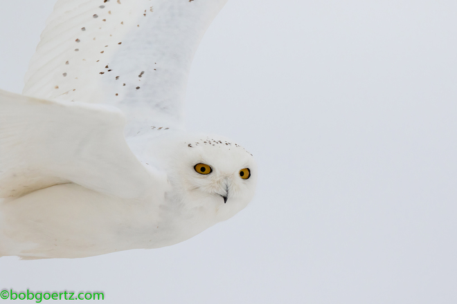 Male Snowy Owl Waterloo Region, ON