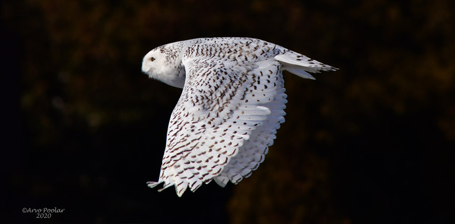 Snowy Owl Pickering, ON