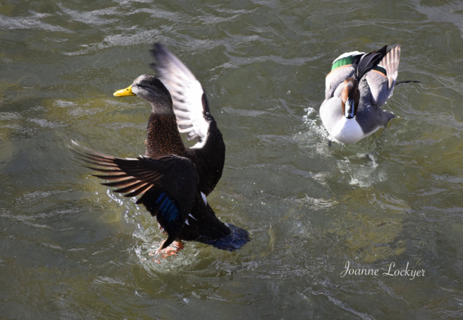 Bowering park ducks Mount Pearl, NL