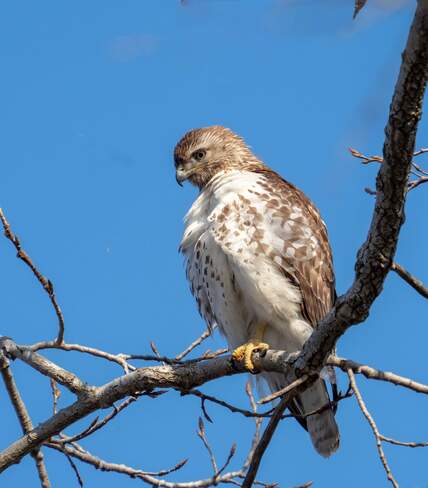 Broadwing hawk 8733 Claireville Conservation Rd, Brampton, ON L6T 0B3, Canada