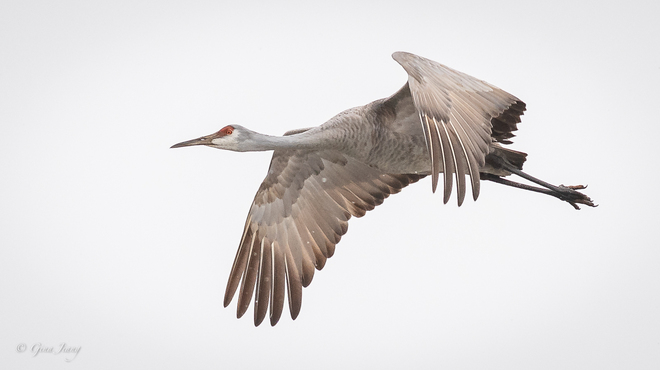 Sandhill Crane at Long Point Long Point, ON