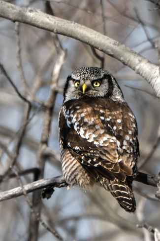 Northern Hawk Owl Schomberg, ON