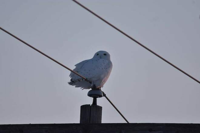 snowy owl at sunset Cobden, ON
