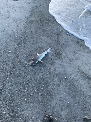 Is This Shark Dangerous? Longboat Key, FL, USA