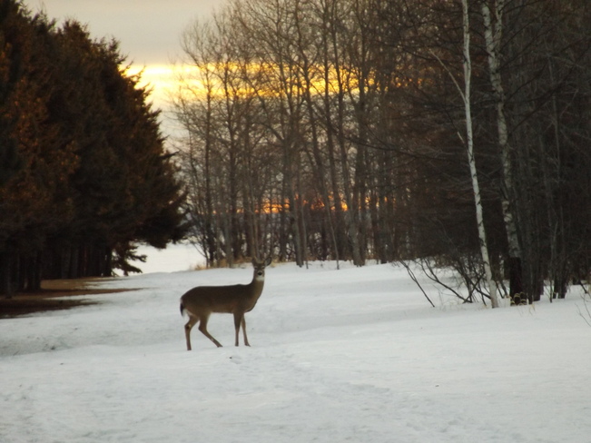 DEER in the WOODS 901 Island Dr, Thunder Bay, ON P7C 5Z3, Canada