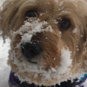 Pitou adore la neige