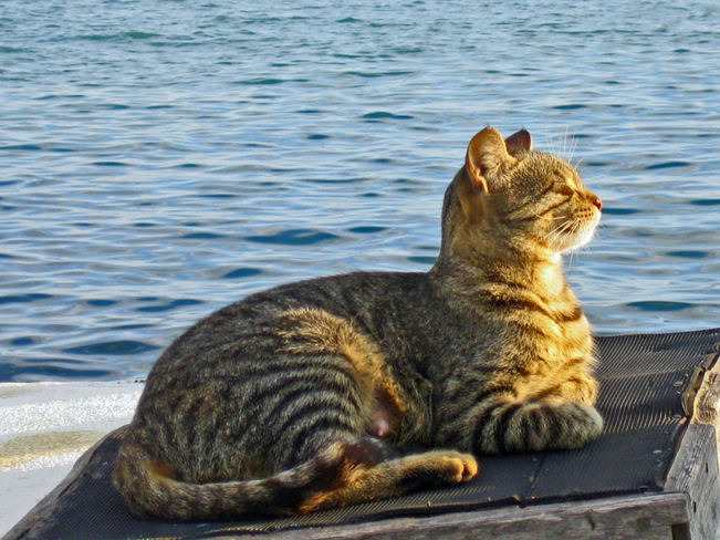Sea Cats ~ Split, Croatia Trumbićeva obala 18, 21000, Split, Croatia