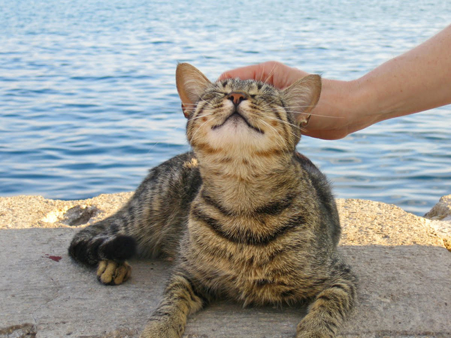 Sea Cats ~ Split, Croatia Trumbićeva obala 18, 21000, Split, Croatia