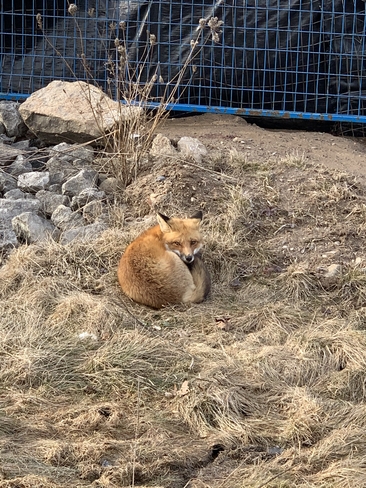 Beautiful fox Cambridge, Ontario, CA