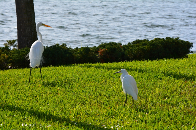 good comparison great egret and snowy egret waterside south at coquina key, flor Waterside South at Coquina Key, Cobia Drive Southeast, St. Petersburg, FL, USA