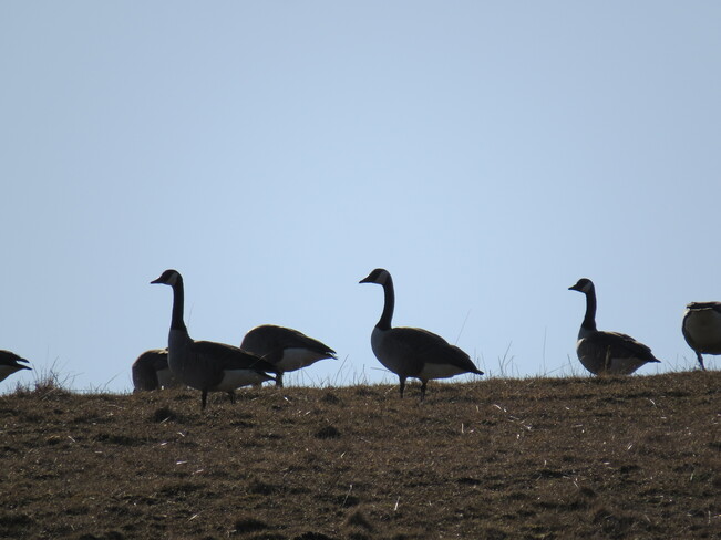 Geese on a hill. Green Bay, NS