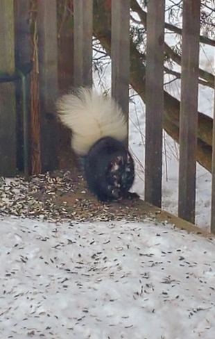 Black squirrel with a white tail! McDougall, ON