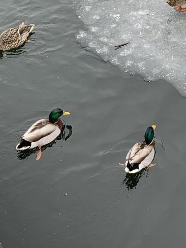 Des canards qui ont hÃ¢te au printemps Sherbrooke, Québec, CA