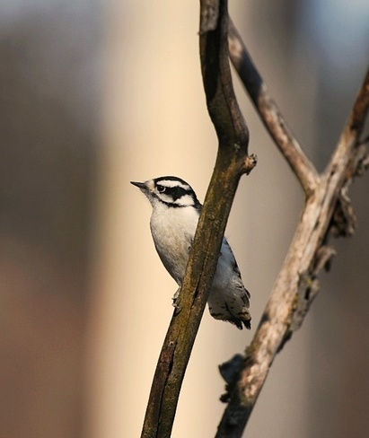 woodpecker Georgetown, ON