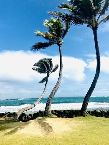 Palm Trees blowing in a Tropical Paradise! Hawaiian Ocean View, Hawaii, US