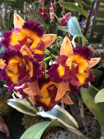 Orchids Toronto, ON