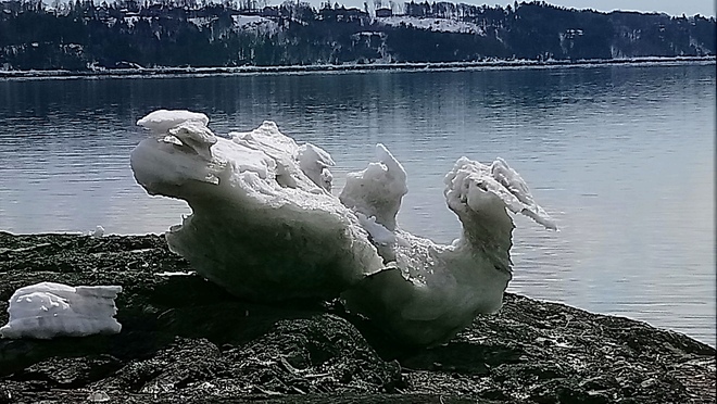 Une oie blanche sur la rive du fleuve St-Laurent Plage-Jacques-Cartier, Sainte-Foy, Québec, QC