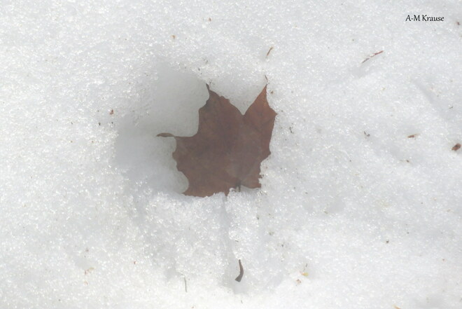 Feuille d'automne dans la neige en Mars Saint-Pierre-de-la-Rivière-du-Sud, QC