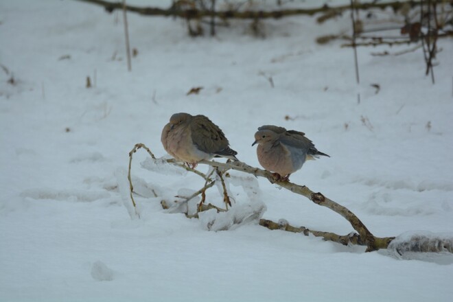 mourning doves from the other week georgetown, ontario, canada Georgetown, Halton Hills, Ontario, Canada