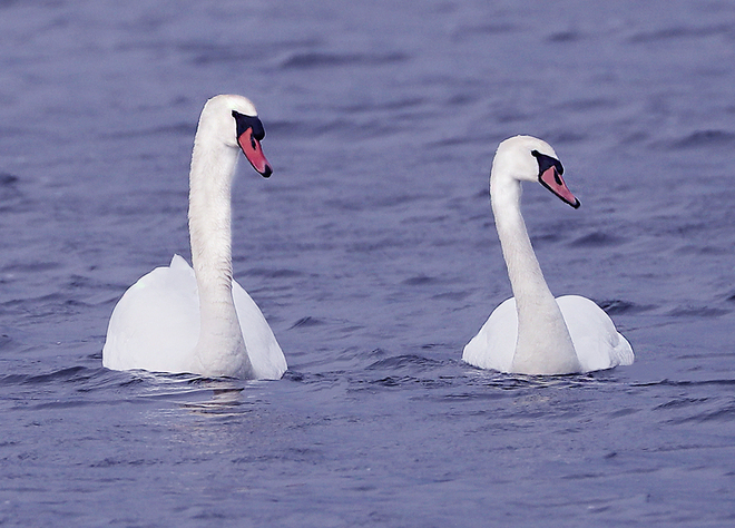 Mute Swans at Ault Island South Stormont, ON