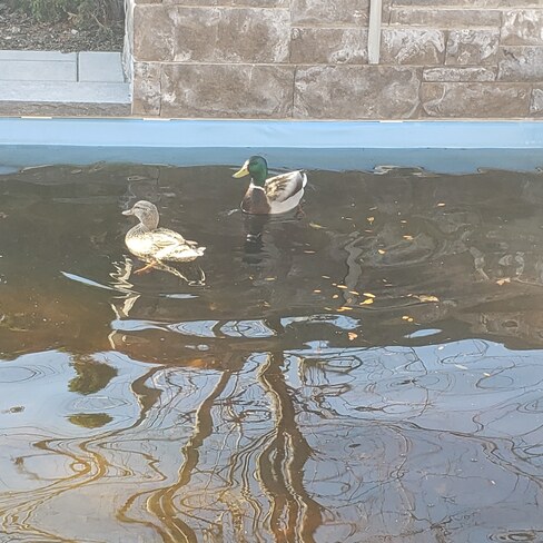 Spring is here! ducks in the pool. Burlington, ON