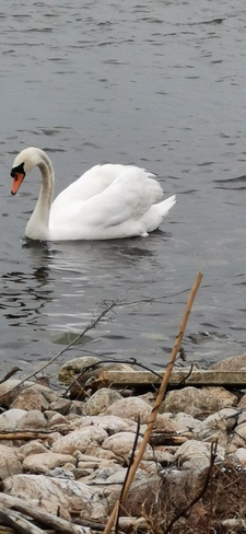 Swan on Lake Ontario Hamilton, ON