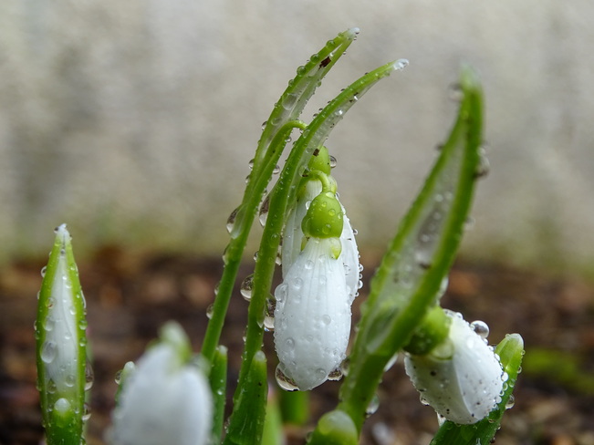 Spring snowdrops Puslinch, ON