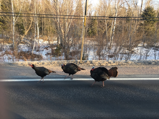 Turkey crossing Trout Creek, Ontario | P0H 2L0