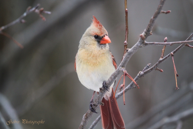 Cardinal rouge, femelle 
