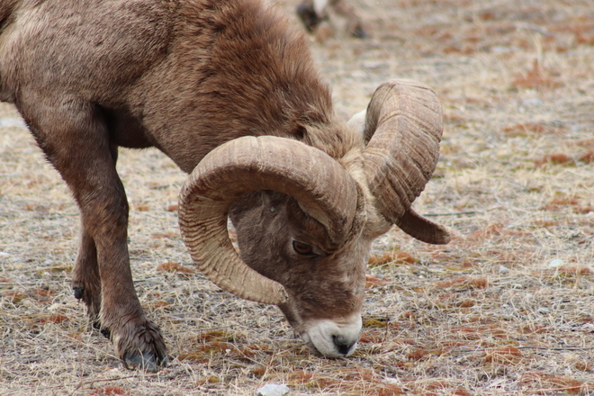 Sheep Jasper, Alberta, CA