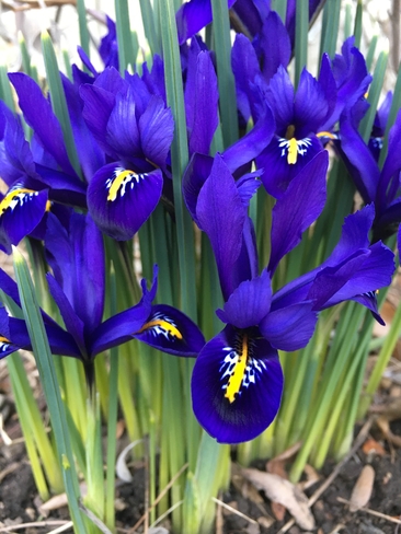 Spring iris Burlington, Ontario, CA