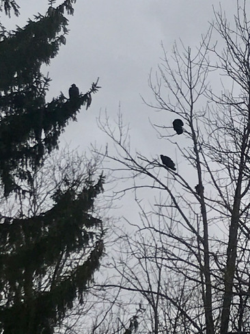 Wild turkeys roosting in a tree. St. Catharines, ON