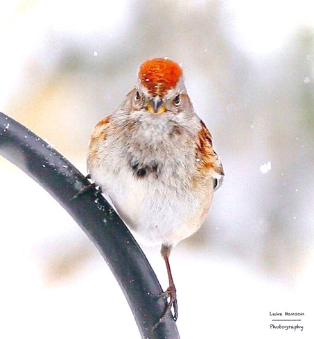 American Sparrow with attitude.. Dutton, Ontario, CA