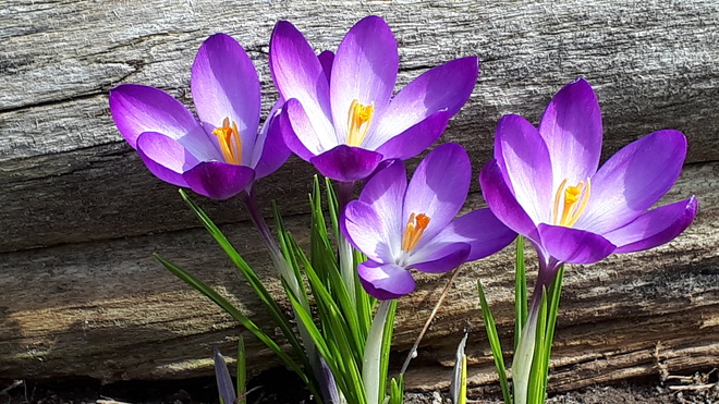 spring flowers Pickerel Point, ON
