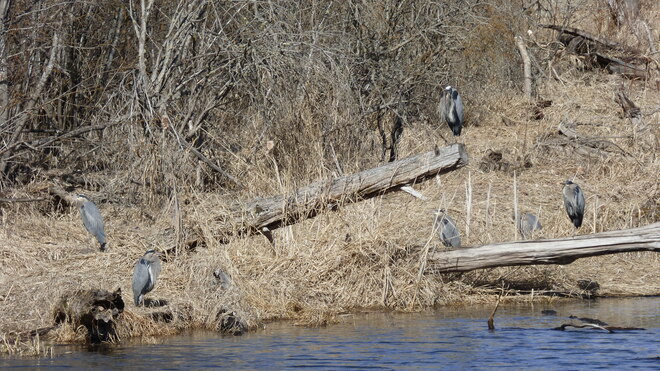 Six Blue herons Grand Forks, BC