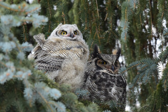 Owl and Owlet Edmonton, AB